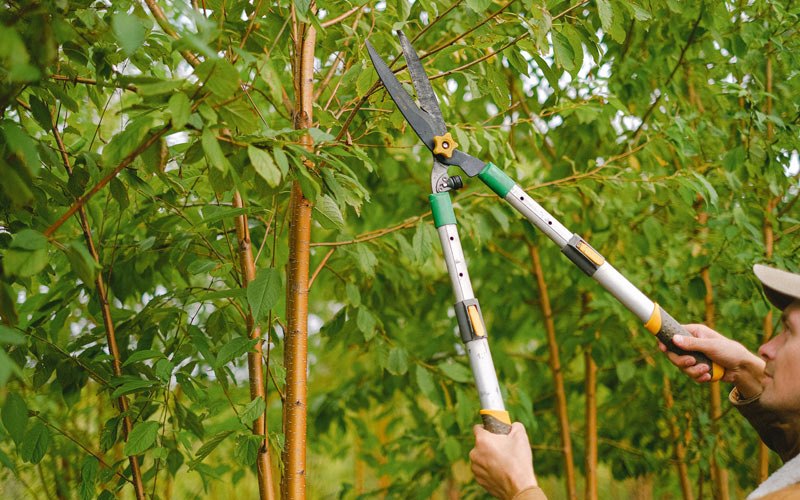 Tree trimming in Bowdle, SD